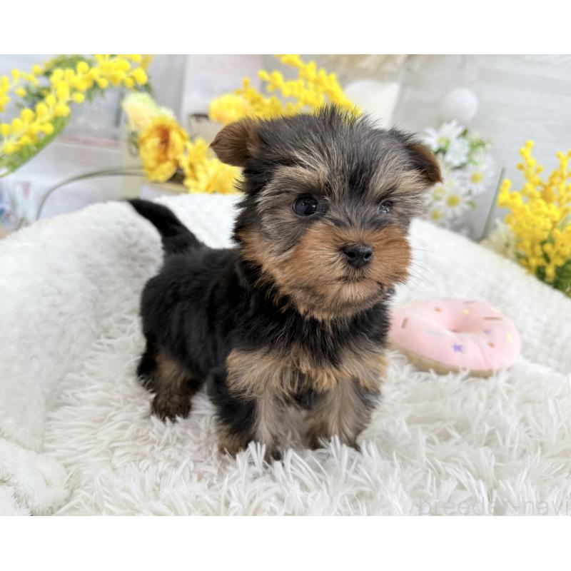 販売中の京都府のヨークシャーテリア-450796の7枚目