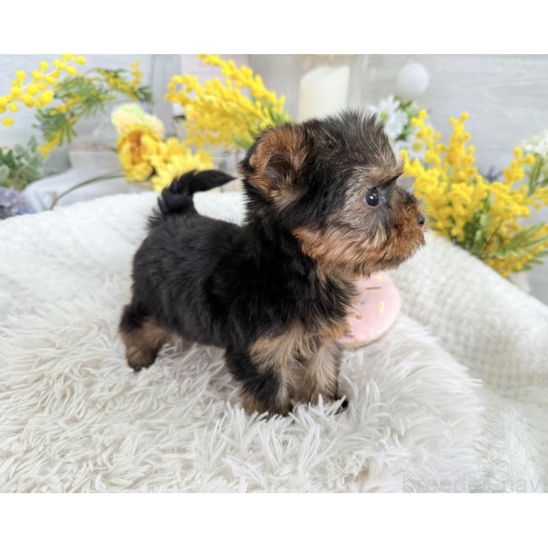 販売中の京都府のヨークシャーテリア-450796の6枚目