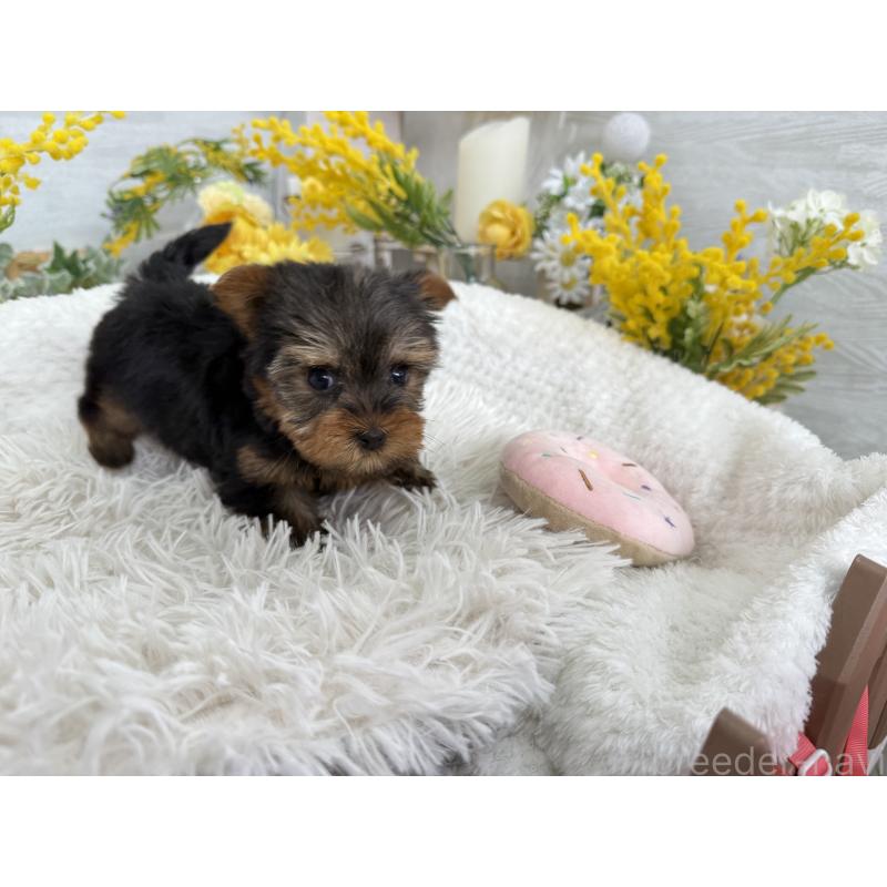 販売中の京都府のヨークシャーテリア-450796の5枚目