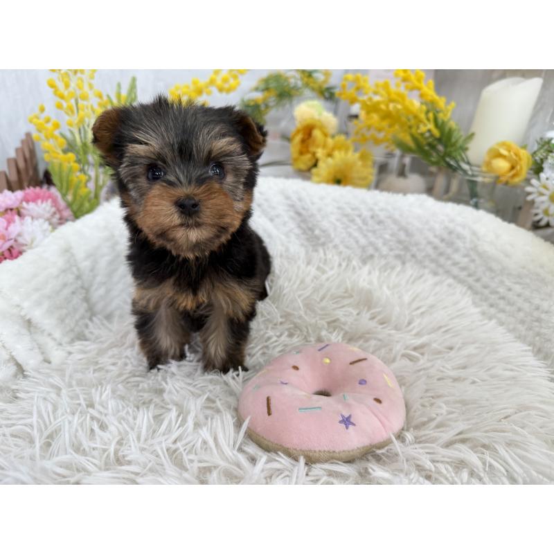 販売中の京都府のヨークシャーテリア-450796の4枚目