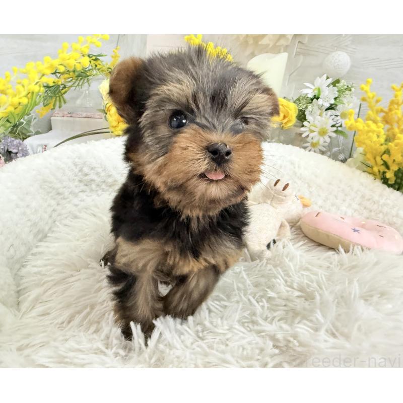 販売中の京都府のヨークシャーテリア-450796の3枚目
