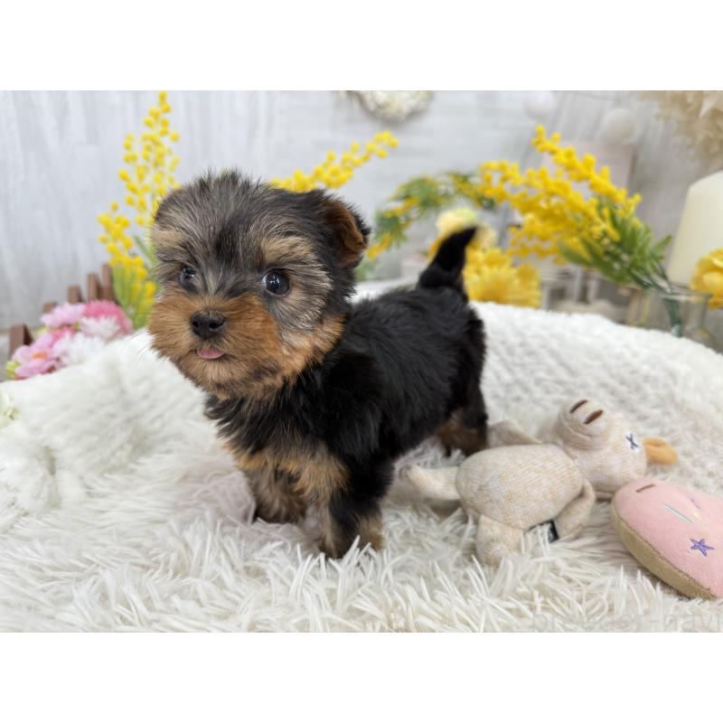 販売中の京都府のヨークシャーテリア-450796の2枚目