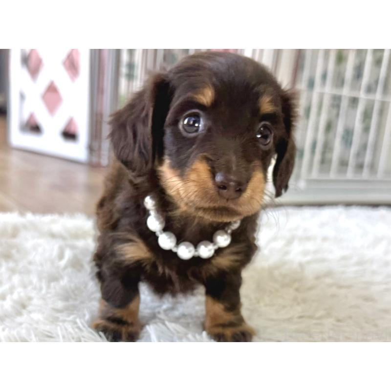 販売中の神奈川県のカニンヘンダックスフンド(ロングヘアード)-450798の5枚目