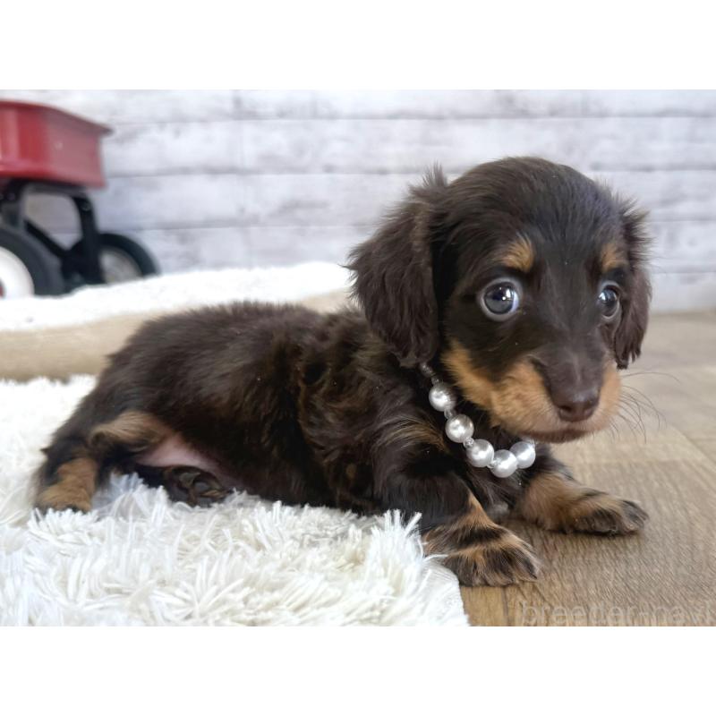 販売中の神奈川県のカニンヘンダックスフンド(ロングヘアード)-450798の4枚目