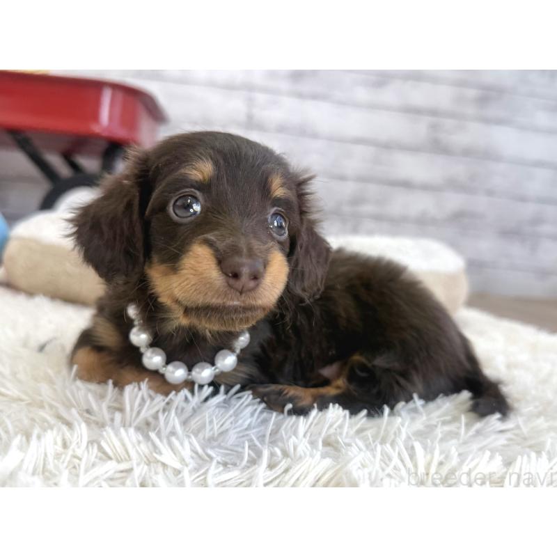 販売中の神奈川県のカニンヘンダックスフンド(ロングヘアード)-450798の3枚目