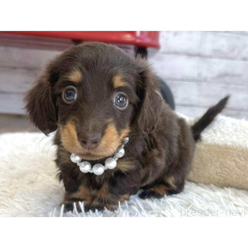 販売中の神奈川県のカニンヘンダックスフンド(ロングヘアード)-450798の2枚目