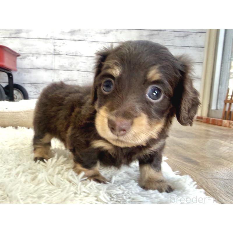 販売中の神奈川県のカニンヘンダックスフンド(ロングヘアード)-450799の6枚目