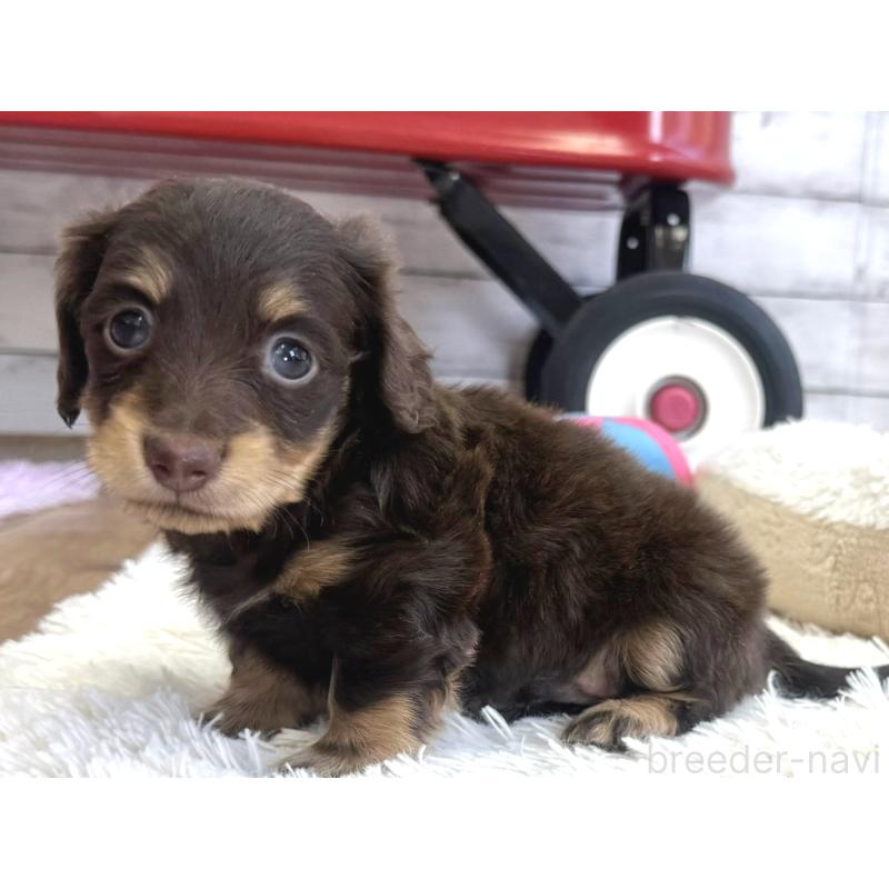 販売中の神奈川県のカニンヘンダックスフンド(ロングヘアード)-450799の5枚目