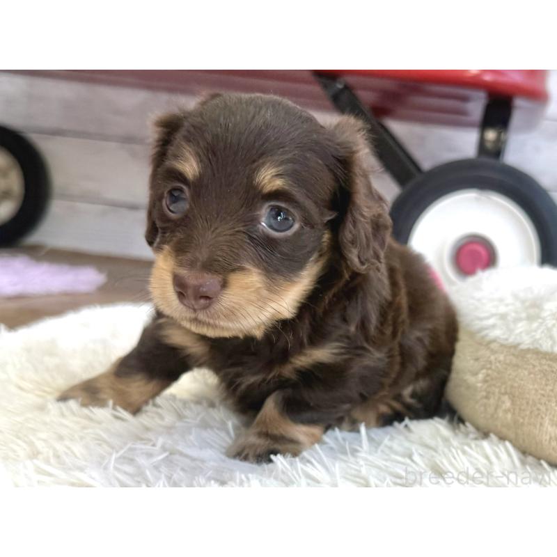 販売中の神奈川県のカニンヘンダックスフンド(ロングヘアード)-450799の4枚目