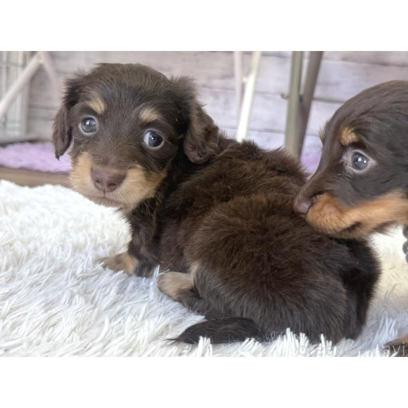 販売中の神奈川県のカニンヘンダックスフンド(ロングヘアード)-450799の3枚目