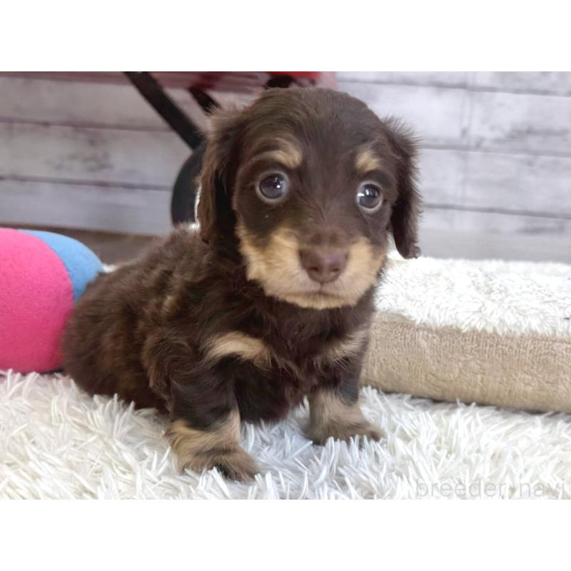 販売中の神奈川県のカニンヘンダックスフンド(ロングヘアード)-450799の2枚目