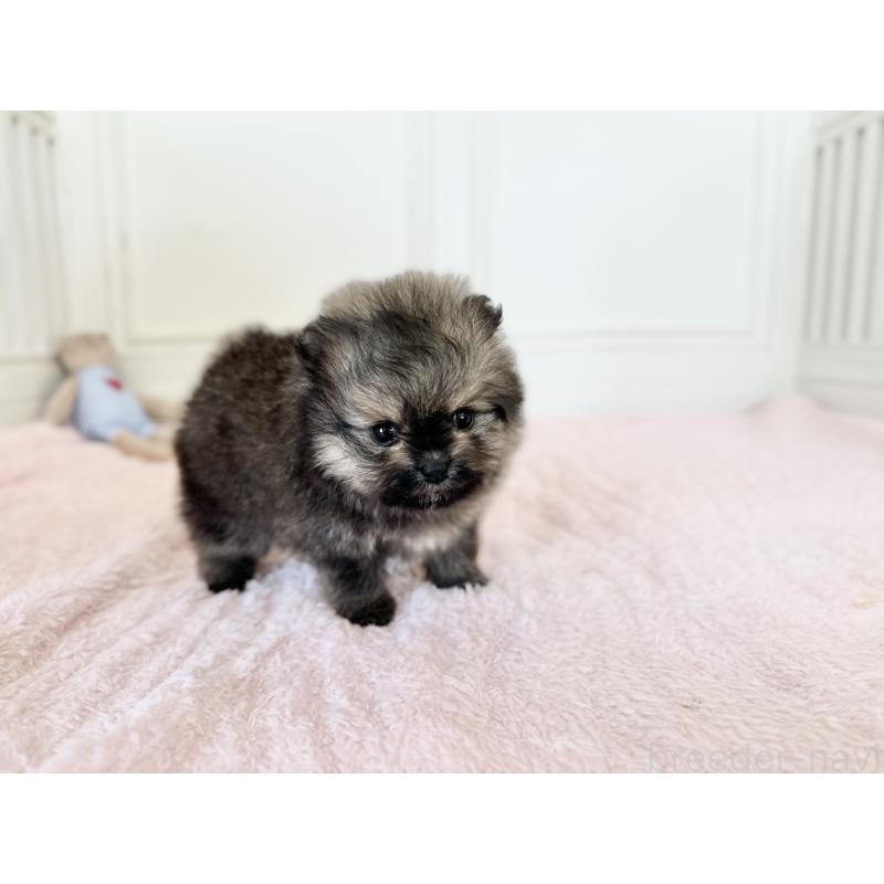 販売中の京都府のポメラニアン-450800の4枚目