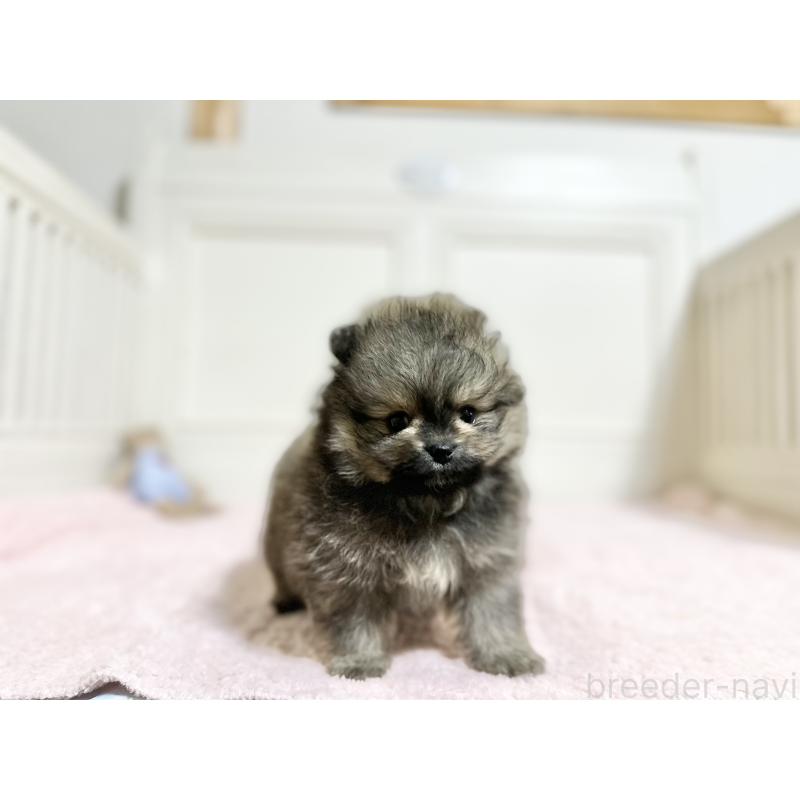 販売中の京都府のポメラニアン-450800の3枚目