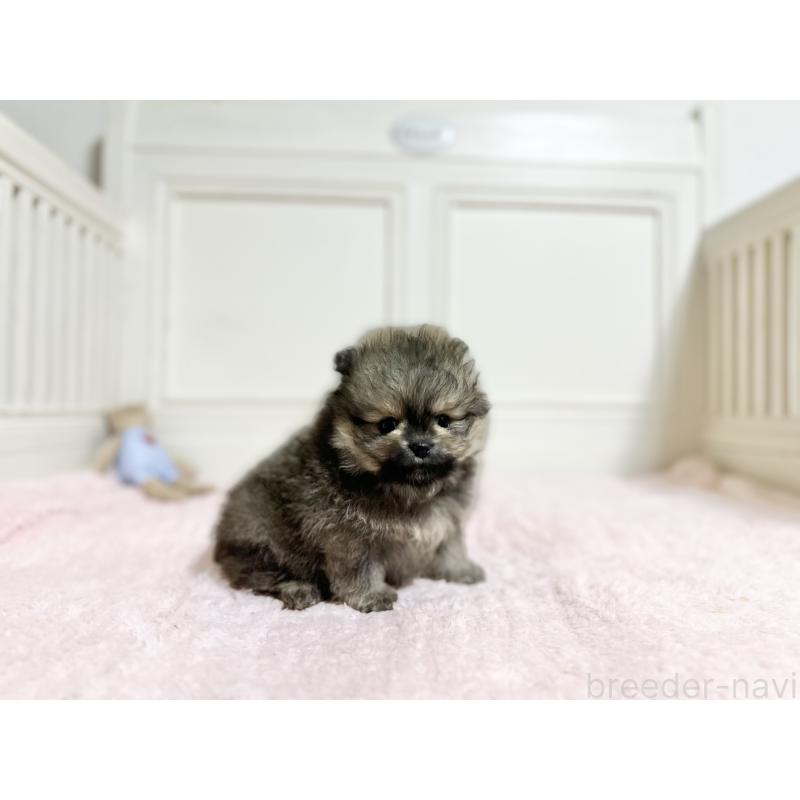 販売中の京都府のポメラニアン-450800の2枚目