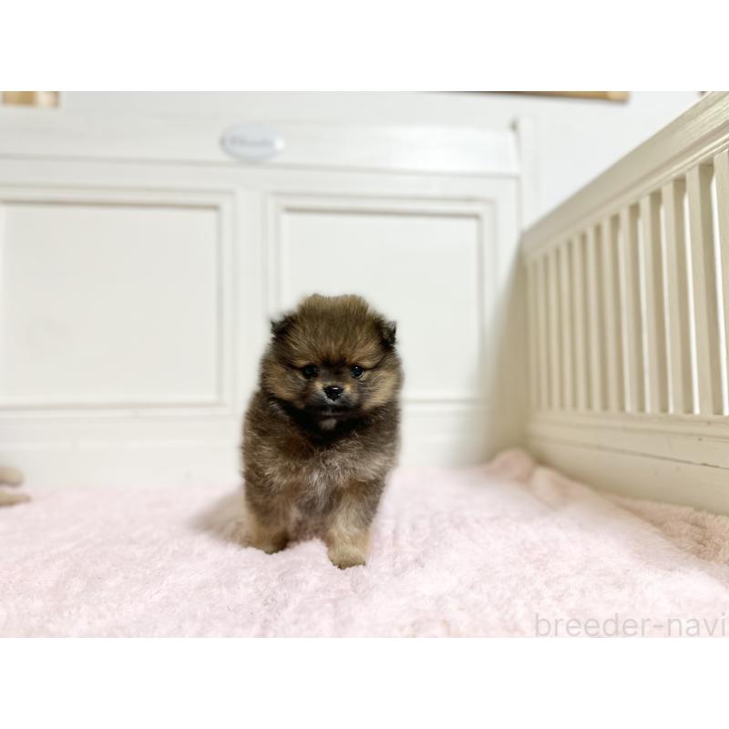 販売中の京都府のポメラニアン-450801の3枚目