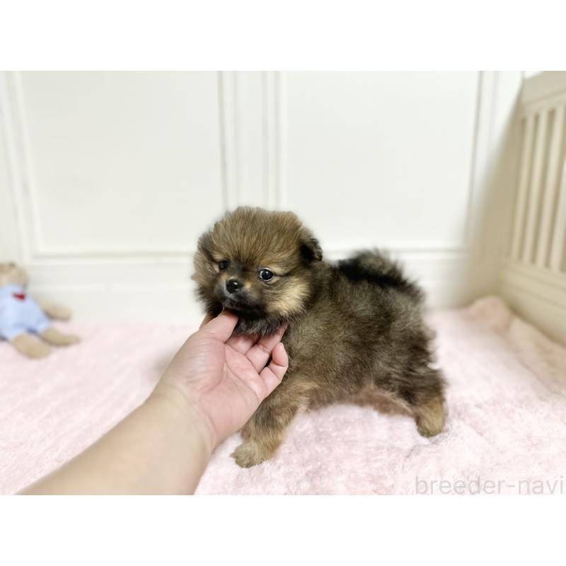 販売中の京都府のポメラニアン-450801の2枚目