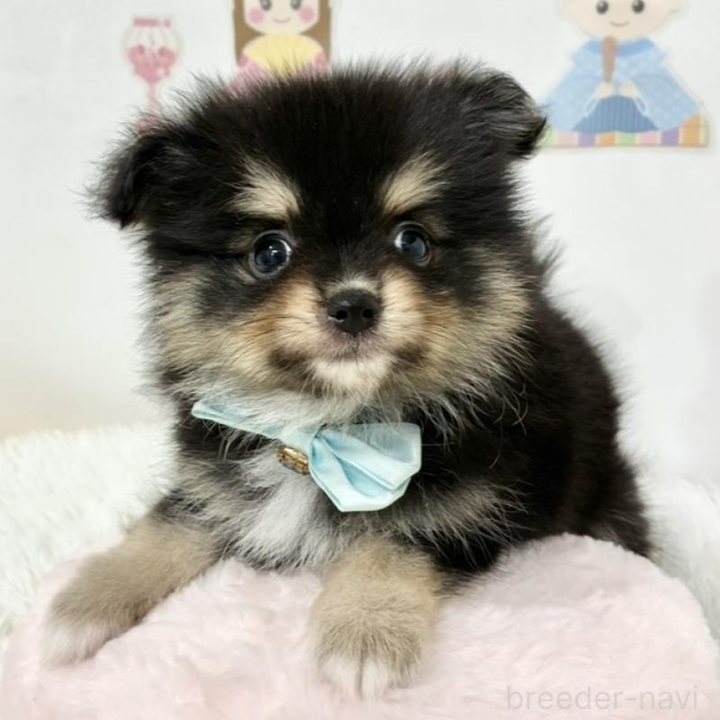 販売中の岐阜県のポメチワ:ポメラニアン×チワワ-450802