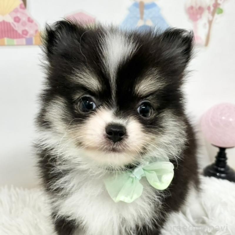 販売中の岐阜県のポメチワ:ポメラニアン×チワワ-450803の1枚目
