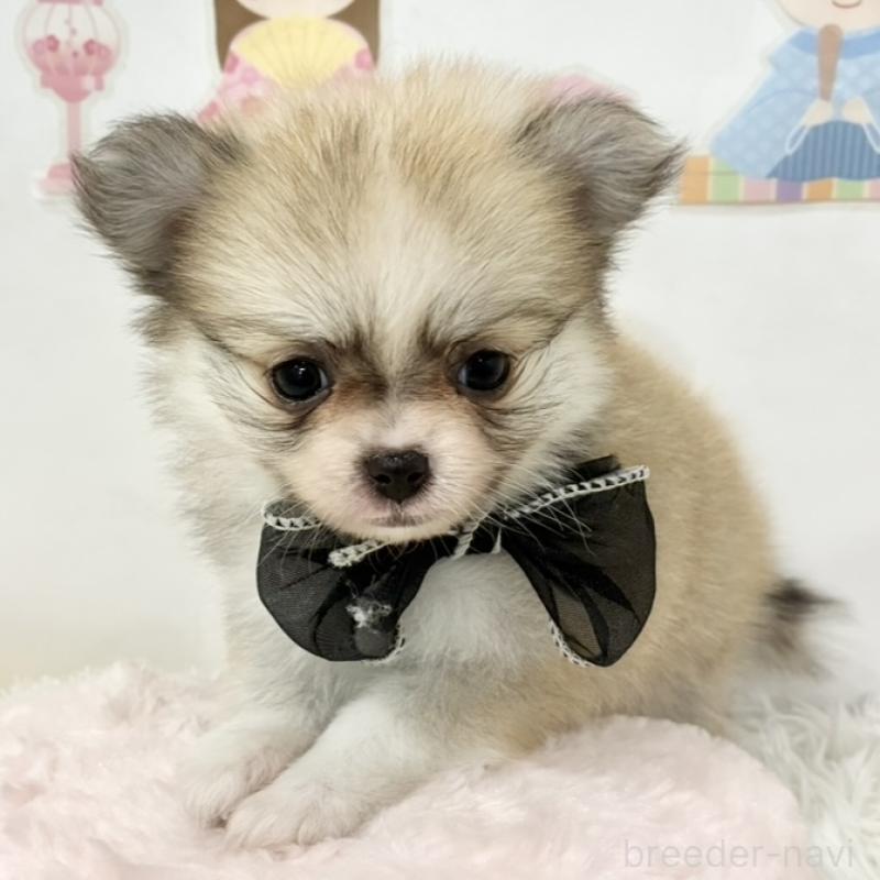 販売中の岐阜県のポメチワ:ポメラニアン×チワワ-450808