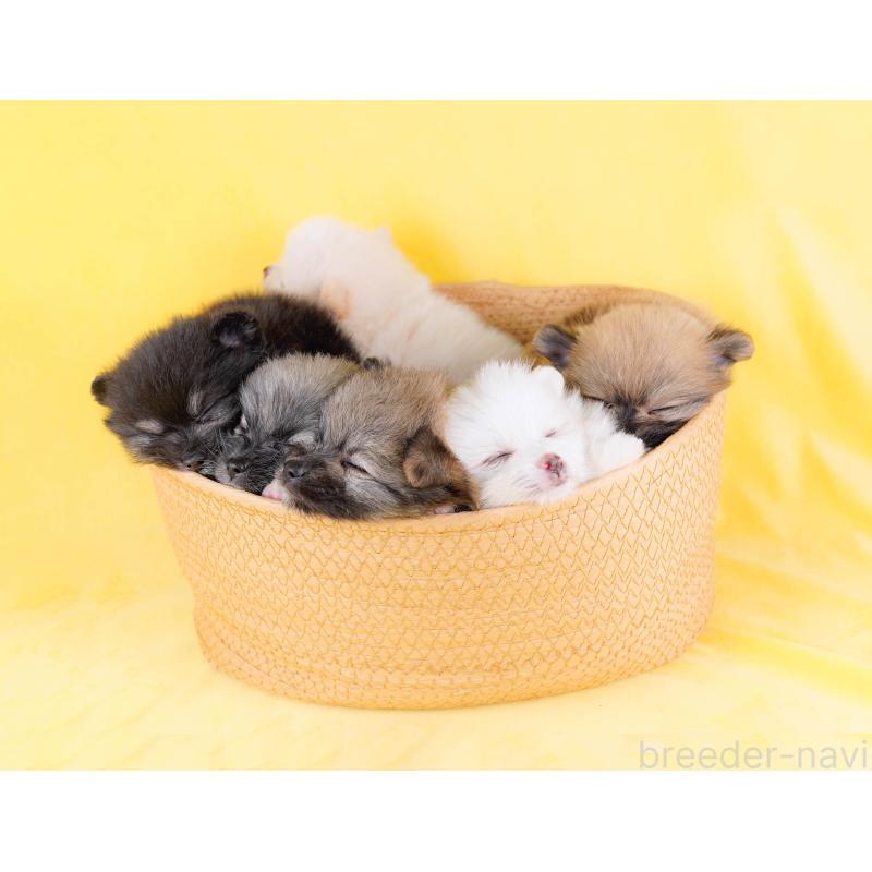 販売中の東京都のミニチュアダックスフンド(ロングヘアード)-449469の2枚目