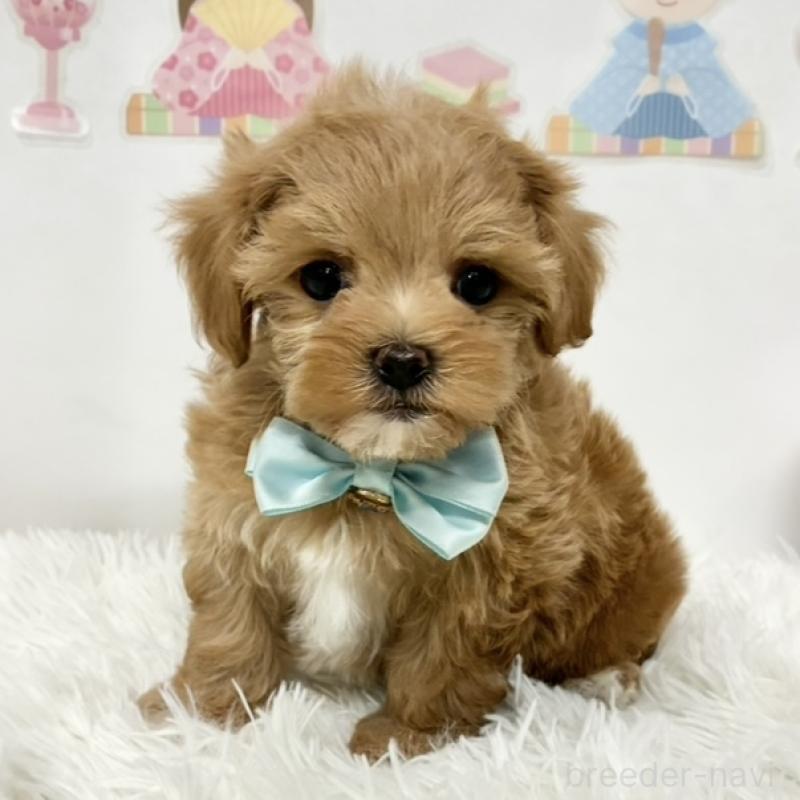 販売中の岐阜県のマルプー:マルチーズ×トイプードル-450809の1枚目