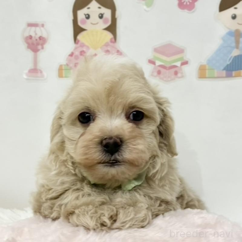 販売中の岐阜県のマルプー:マルチーズ×トイプードル-450810