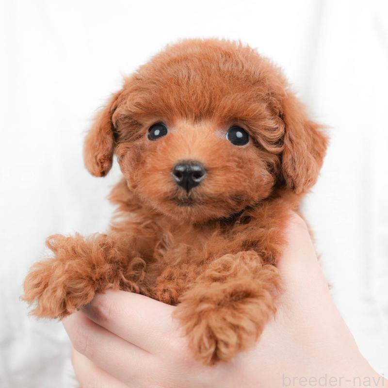 販売中の群馬県のトイプードル-451103の1枚目