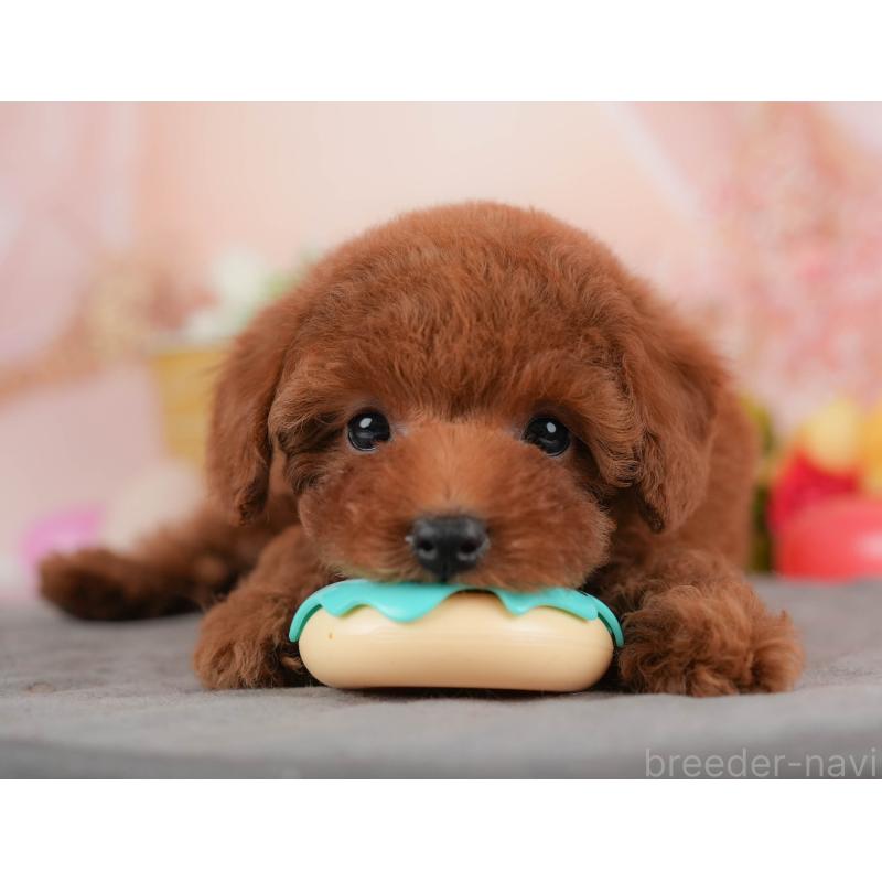 販売中の群馬県のトイプードル-451103の6枚目