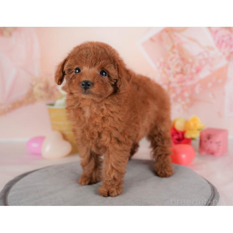 販売中の群馬県のトイプードル-451103の5枚目