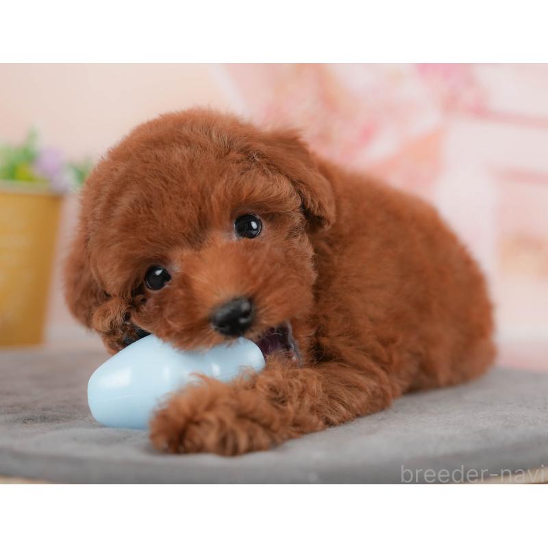 販売中の群馬県のトイプードル-451103の4枚目