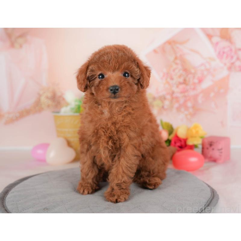 販売中の群馬県のトイプードル-451103の3枚目