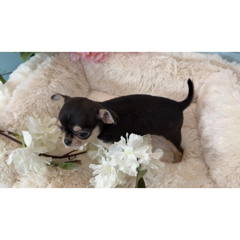 販売中の埼玉県のチワワ(スムースコート)-450814の11枚目