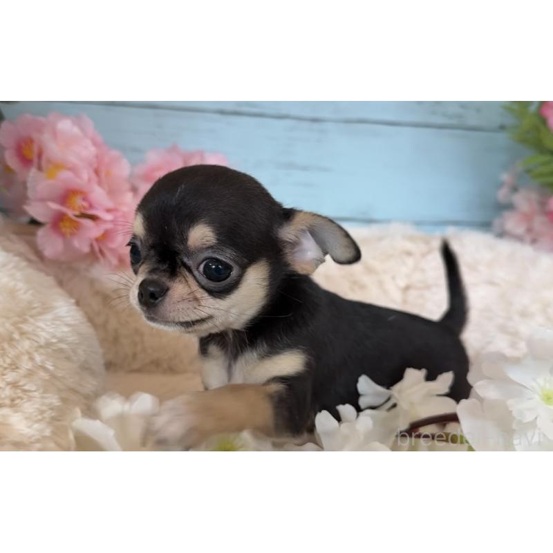 販売中の埼玉県のチワワ(スムースコート)-450814の10枚目