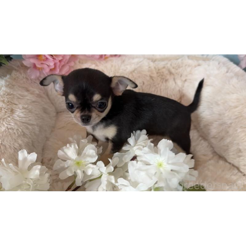 販売中の埼玉県のチワワ(スムースコート)-450814の9枚目