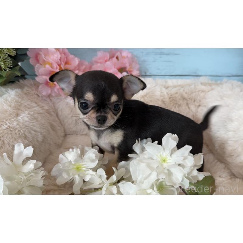 販売中の埼玉県のチワワ(スムースコート)-450814の8枚目