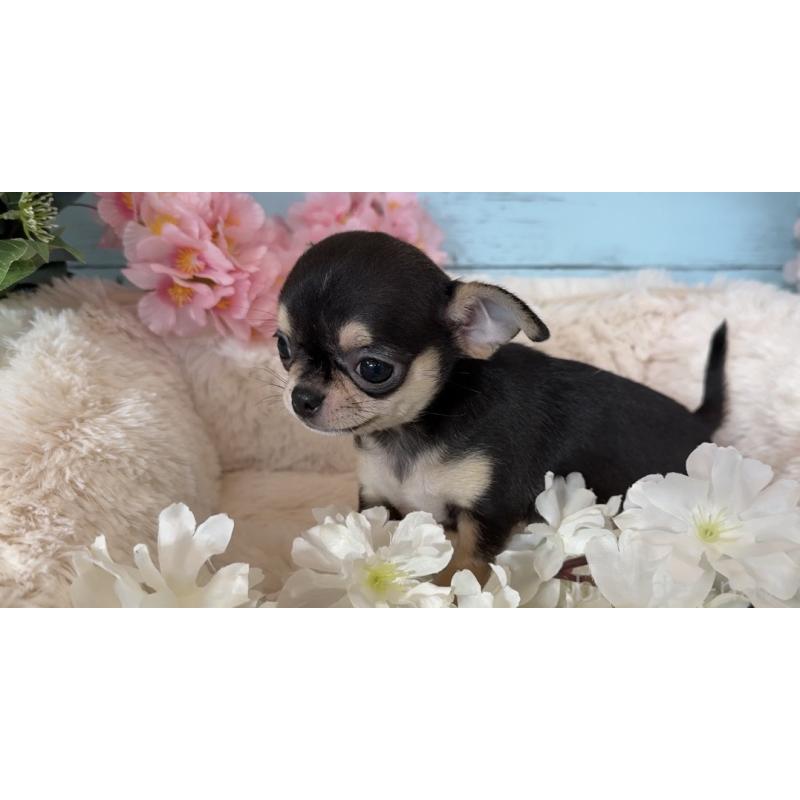 販売中の埼玉県のチワワ(スムースコート)-450814の6枚目