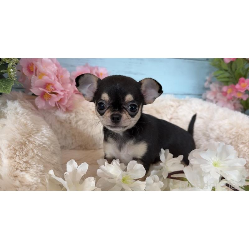 販売中の埼玉県のチワワ(スムースコート)-450814の4枚目