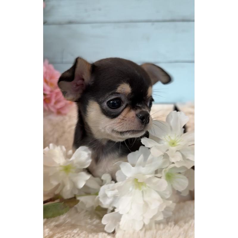 販売中の埼玉県のチワワ(スムースコート)-450814の3枚目