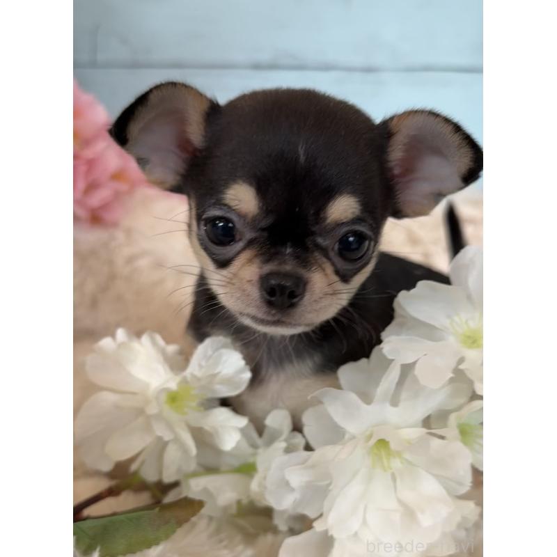 販売中の埼玉県のチワワ(スムースコート)-450814の2枚目