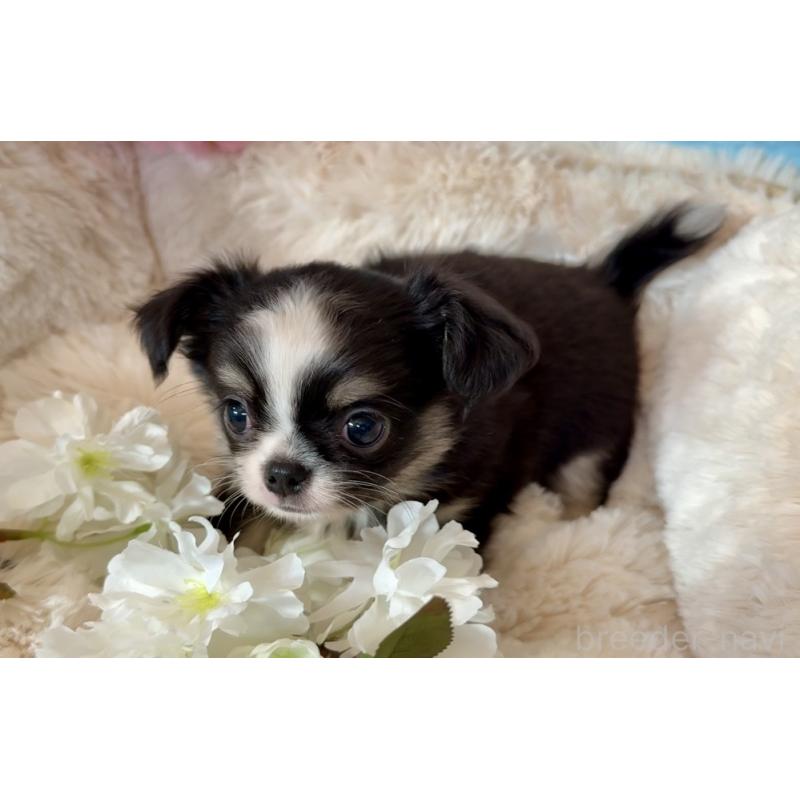 販売中の埼玉県のチワワ(ロングコート)-450815の5枚目