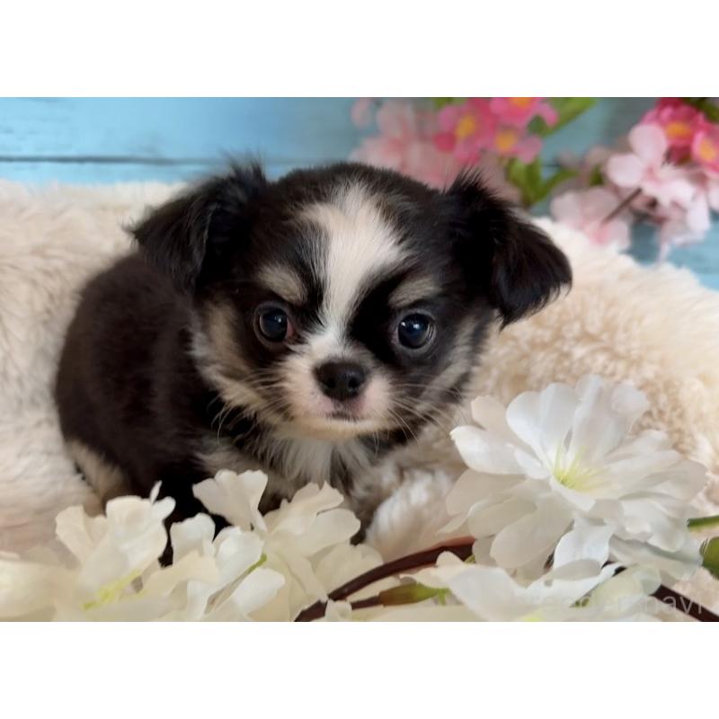 販売中の埼玉県のチワワ(ロングコート)-450815の4枚目