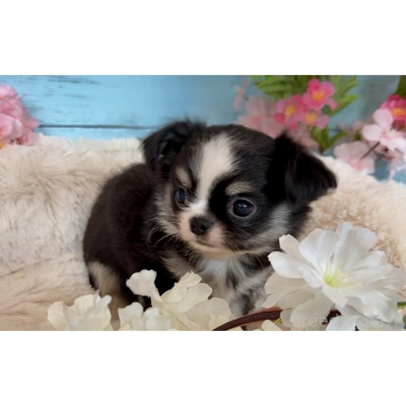 販売中の埼玉県のチワワ(ロングコート)-450815の3枚目