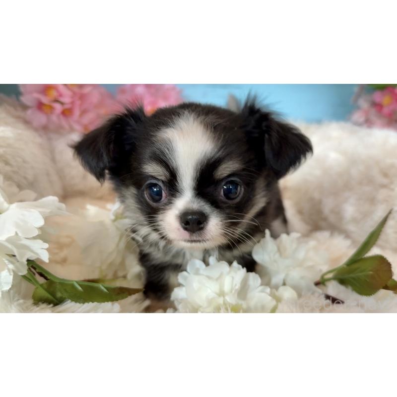 販売中の埼玉県のチワワ(ロングコート)-450815の2枚目