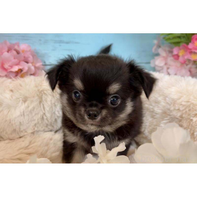 販売中の埼玉県のチワワ(ロングコート)-450816の7枚目