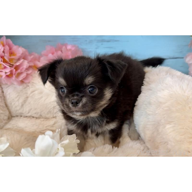 販売中の埼玉県のチワワ(ロングコート)-450816の5枚目