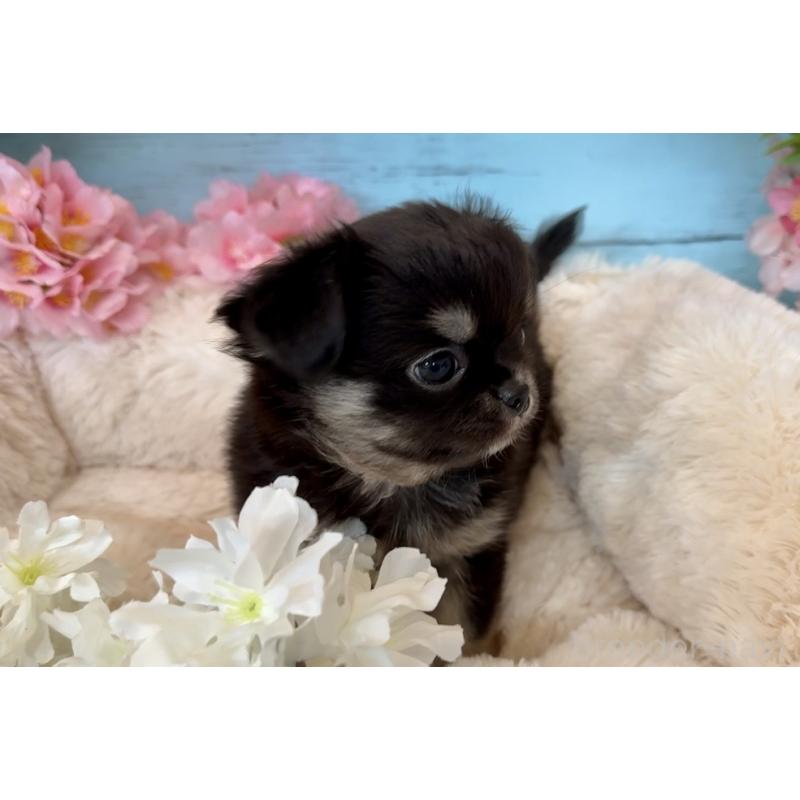 販売中の埼玉県のチワワ(ロングコート)-450816の6枚目