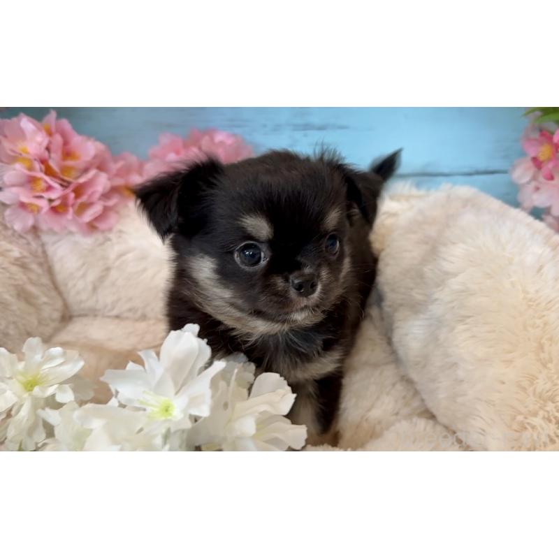 販売中の埼玉県のチワワ(ロングコート)-450816の4枚目