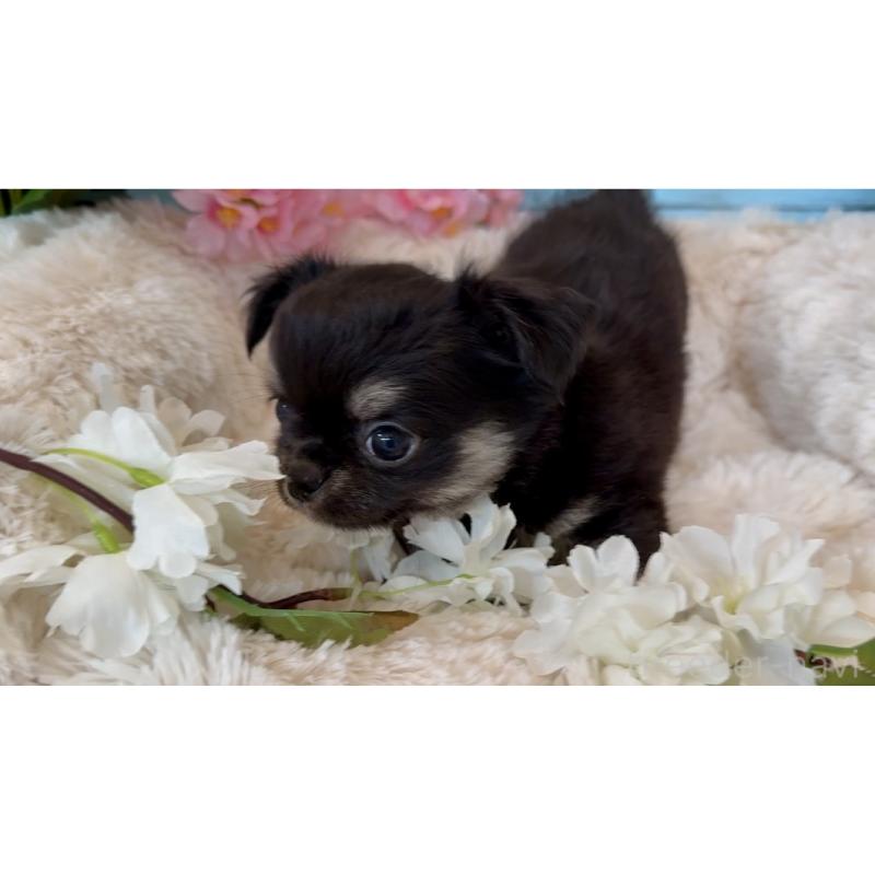 販売中の埼玉県のチワワ(ロングコート)-450816の2枚目