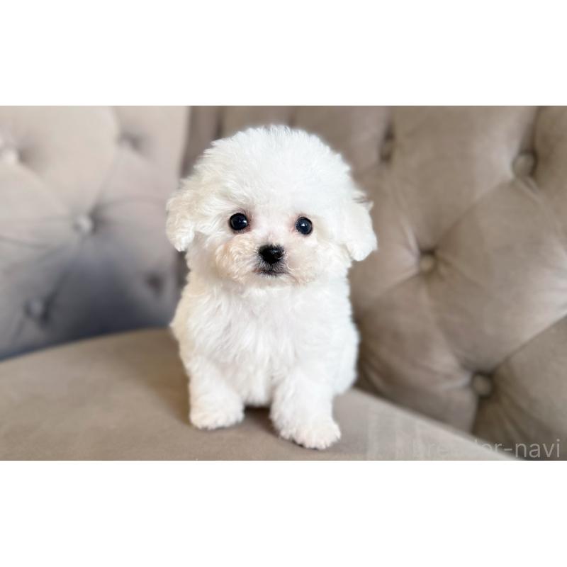 販売中の愛知県のビションフリーゼ-450821の4枚目