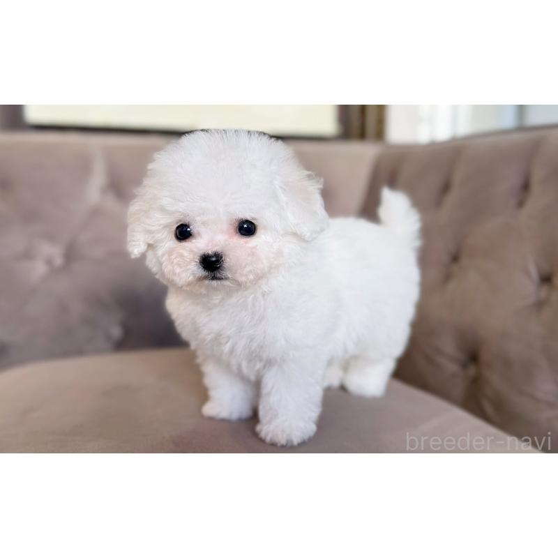 販売中の愛知県のビションフリーゼ-450821の3枚目